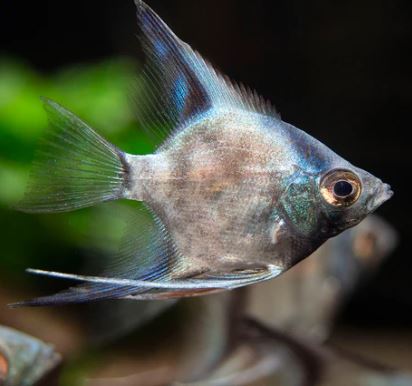 Green Giant Angelfish M