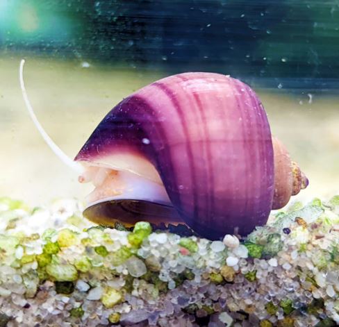 Magenta Mystery Snail