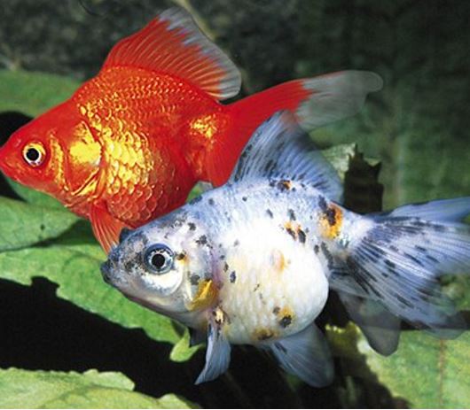 Assorted Ryukin Goldfish - 2-2.5"