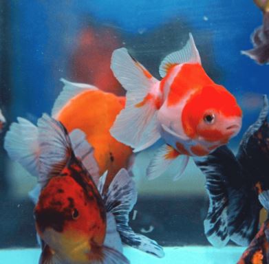 Assorted Pearlscale Oranda Goldfish - 3"