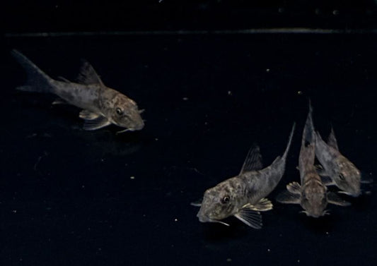 Corydoras ellisae
