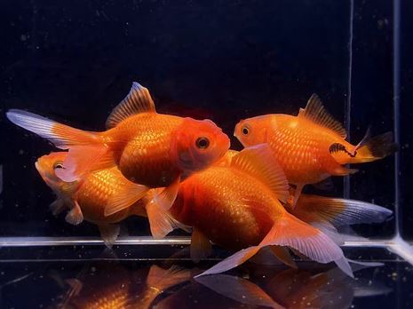 Red Pearlscale Goldfish (2-2.5")