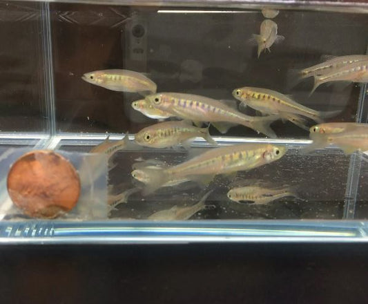 Lake Inlee Danio