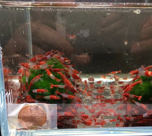 Red Rili Shrimp