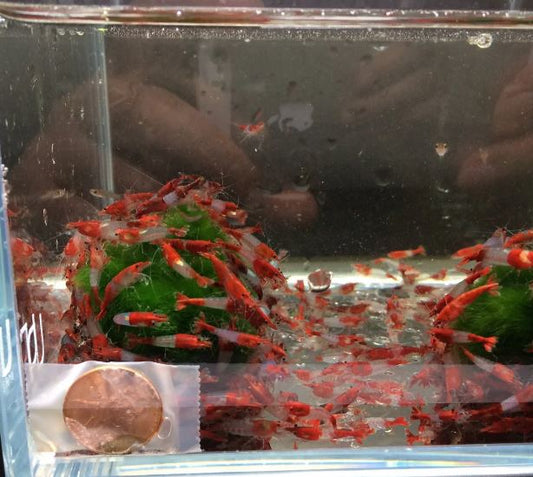 Red Rili Shrimp