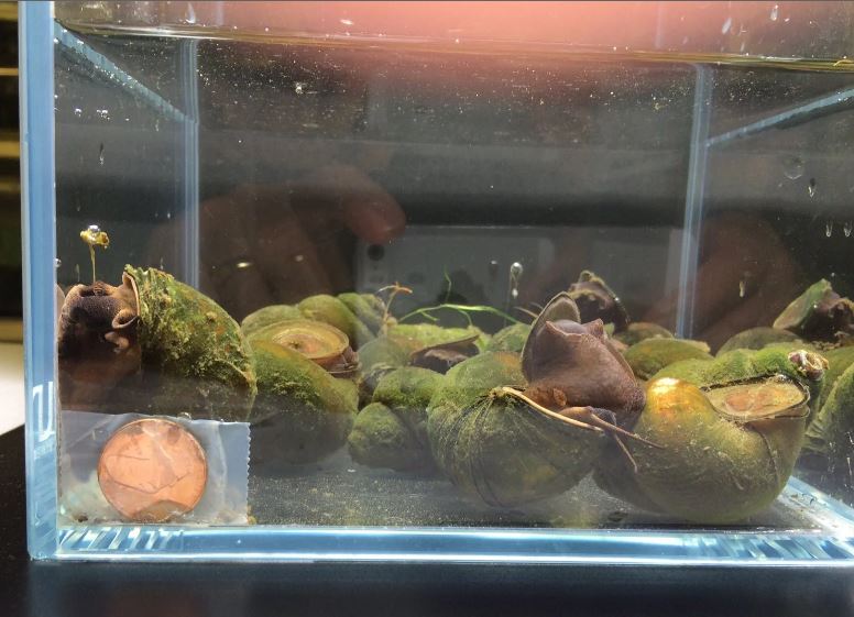 Chinese Trapdoor Snail (Size L)