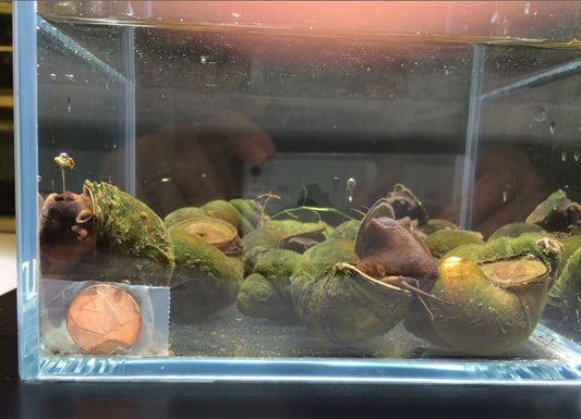Chinese Trapdoor Snail (Size L)