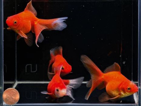 Red Ryukin Goldfish - 3"