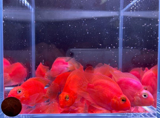 Purple Parrot (Grade A) 2.5"
