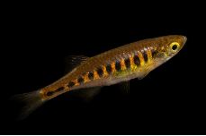 Lake Inlee Danio