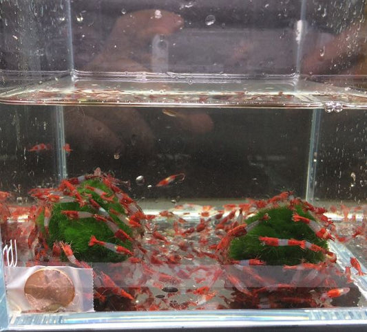 Red Rili Shrimp