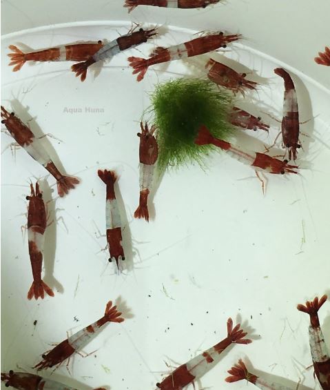 Red Rili Shrimp