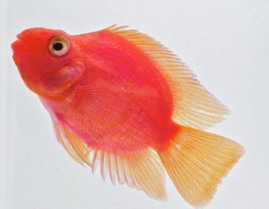 Purple Parrot (Grade A) 2.5"