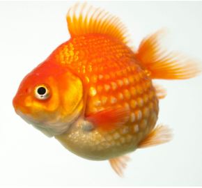 Red Pearlscale Goldfish (2-2.5")