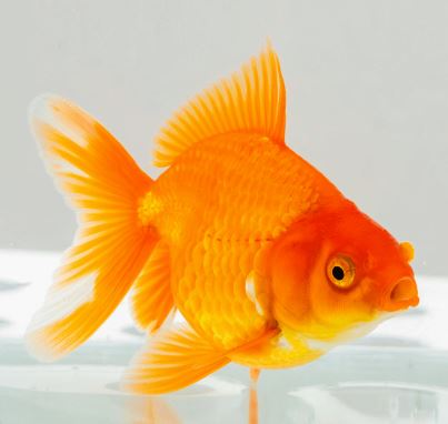 Red Ryukin Goldfish - 3"