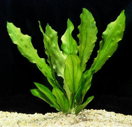 Echinodorus martii Ruffle Sword Plant Live Aquarium Plant