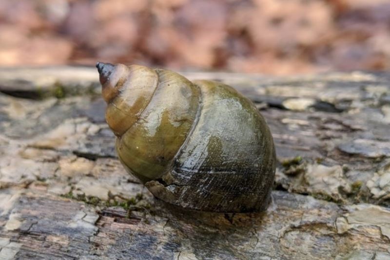 Chinese Trapdoor Snail (Size L)
