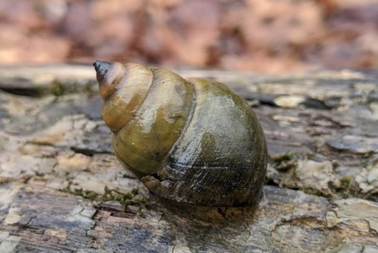Chinese Trapdoor Snail (Size L)