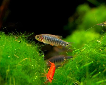 Emerald Dwarf Rasbora