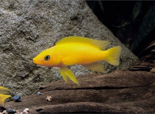 Neolamprologus Leleupi (2.5")
