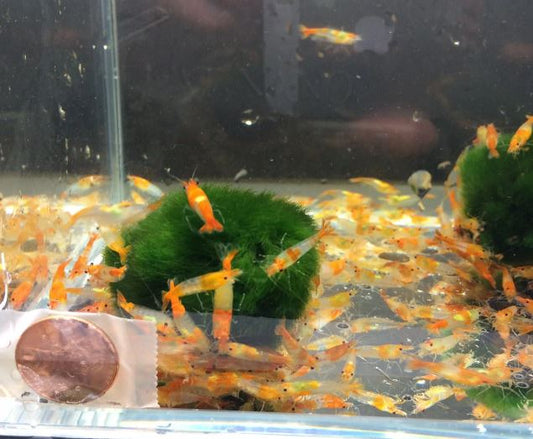 Orange Rili Shrimp