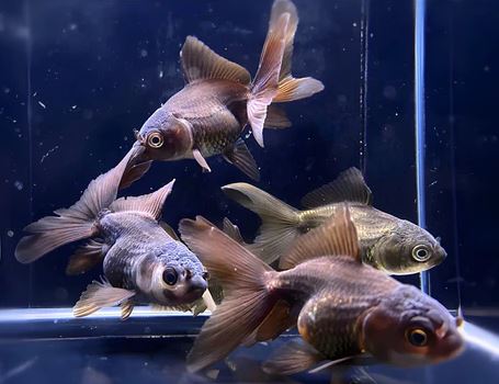 Dark Oranda Goldfish - 2-2.5"