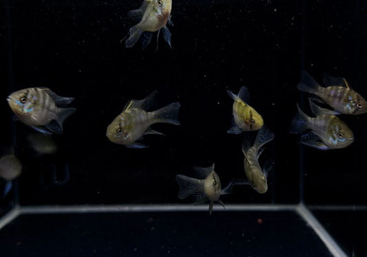 Longfin Blue Balloon Ram