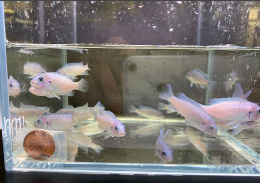 Cobalt Blue Zebra Cichlid