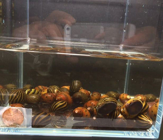 Assorted Nerite Snail