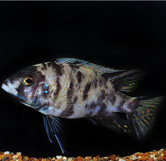 Orange Blotched Peacock Cichlid