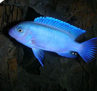Cobalt Blue Zebra Cichlid