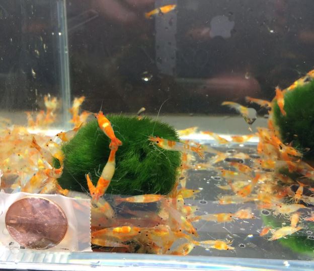 Orange Rili Shrimp