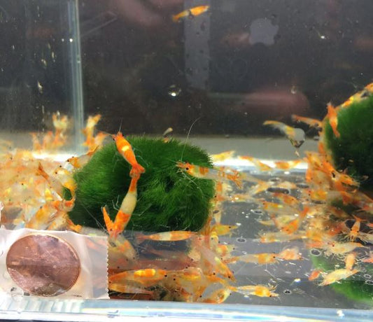 Orange Rili Shrimp