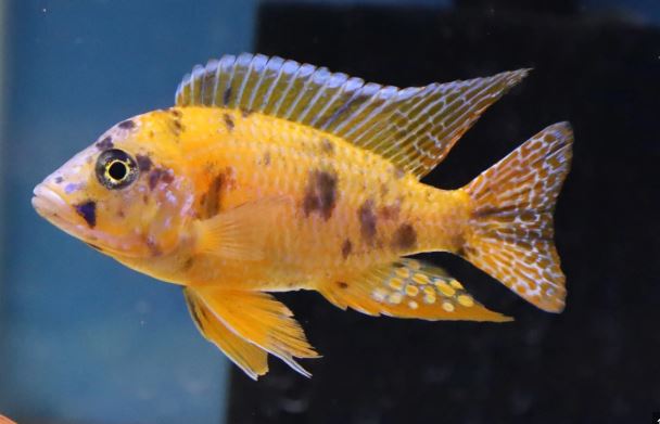 Orange Blotched Peacock Cichlid