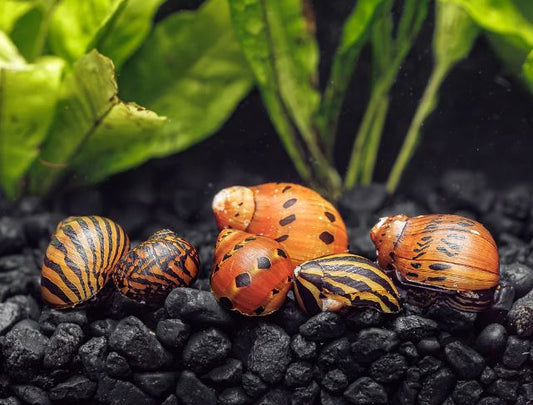Assorted Nerite Snail