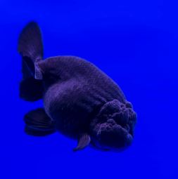 Dark Oranda Goldfish - 2-2.5"