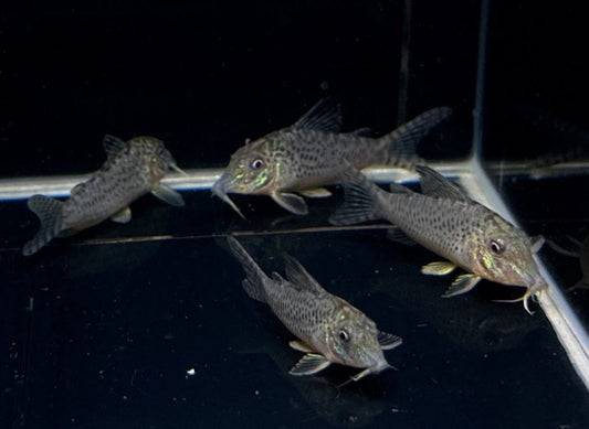 Corydoras acutus