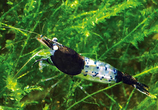 Carbon Rili Shrimp