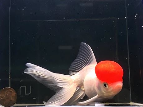 Red Cap Oranda Goldfish - 5"