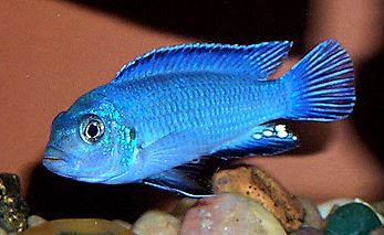 Blue Socolofi