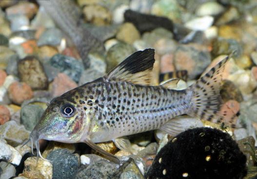 Corydoras acutus
