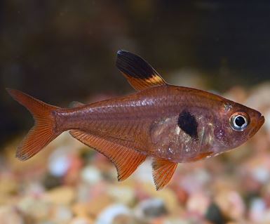 8 Red Phantom Tetra