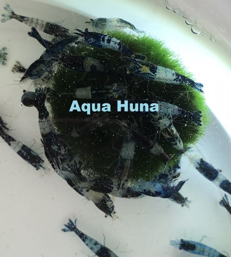 Carbon Rili Shrimp