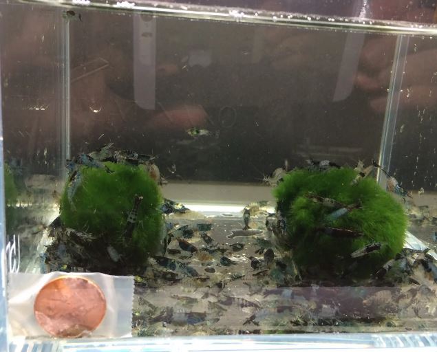 Carbon Rili Shrimp