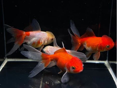 Red & White Oranda Goldfish - 3"
