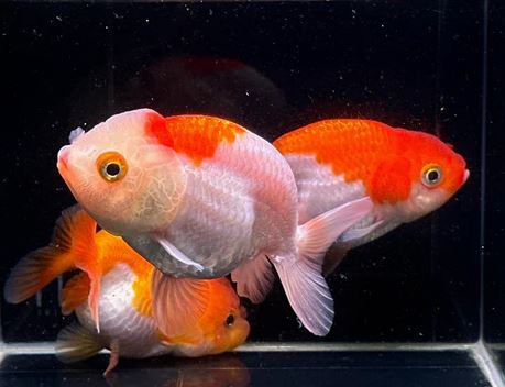 Assorted Ranchu Goldfish - 3.5"