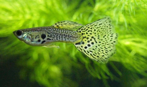 Leopard Tux Guppy Males