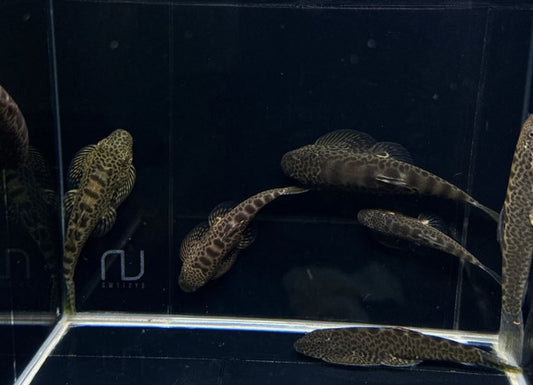 Hillstream loach / Chinese UFO Loach