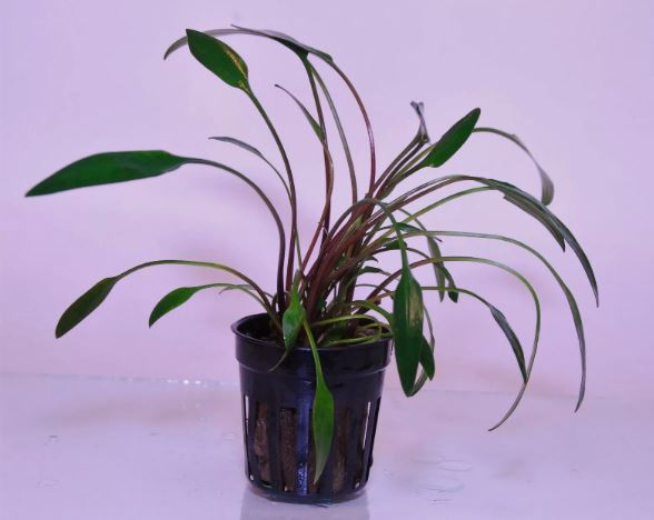 CRYPTOCORYNE LUTEA 1 POT -Freshwater Aquatic Live Plants