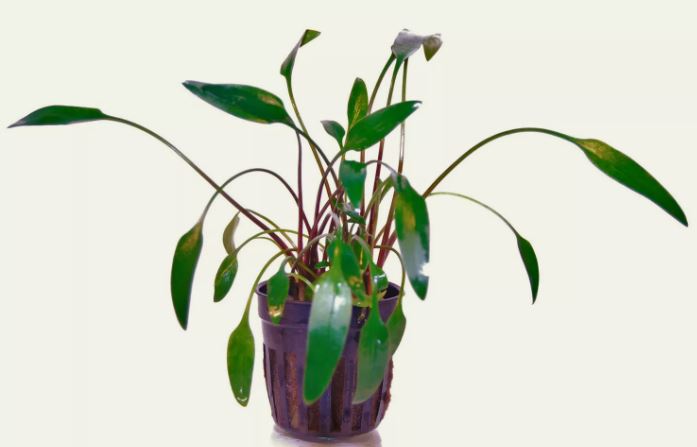 CRYPTOCORYNE LUTEA 1 POT -Freshwater Aquatic Live Plants